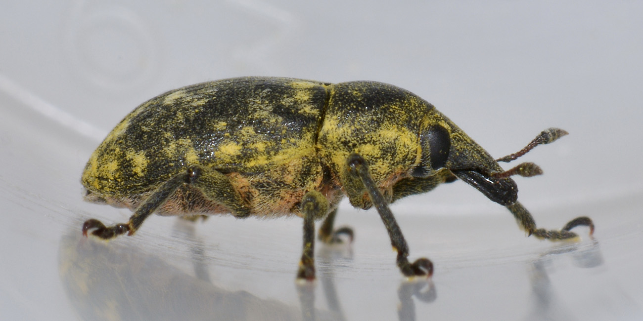 Curculionidae: Larinus turbinatus?  S  !